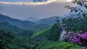 Munnar tea vally - tourist places in Kodaikanal to munnar