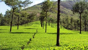 Photo Shooting Point Munnar - tourist places in Munnar